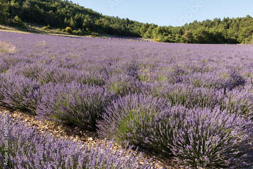 Lavender field in Provence  near Sault  France