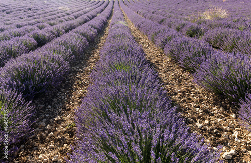 Lavender field in Provence  near Sault  France