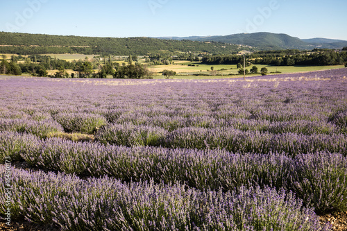 Lavender field in Provence, near Sault, France © wjarek