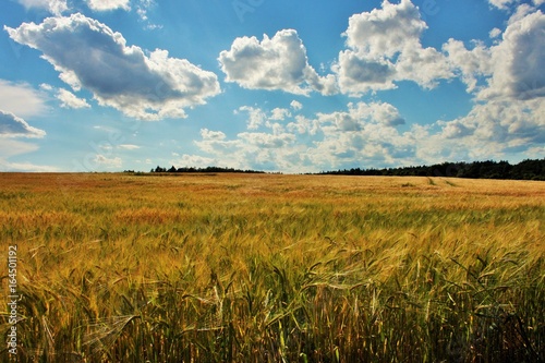 Nuvole su orzo