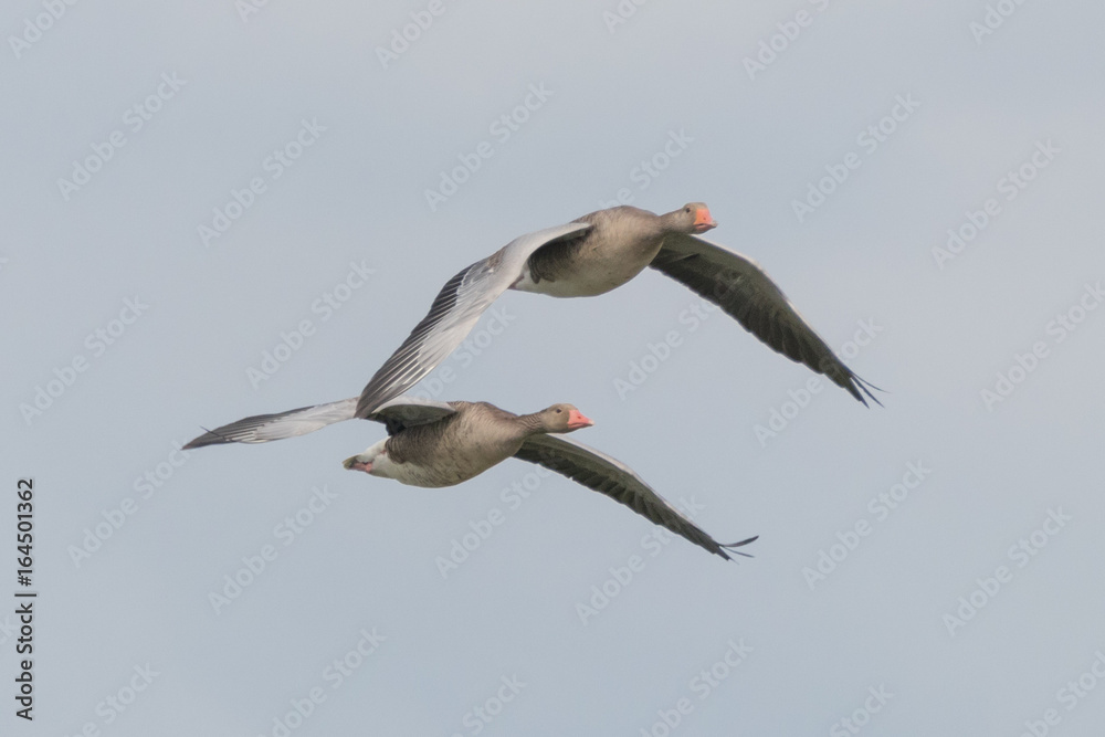 Obraz premium Geese in flight