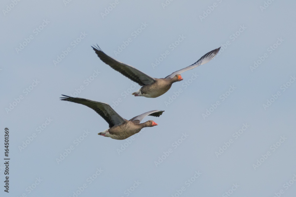 Obraz premium Geese in flight