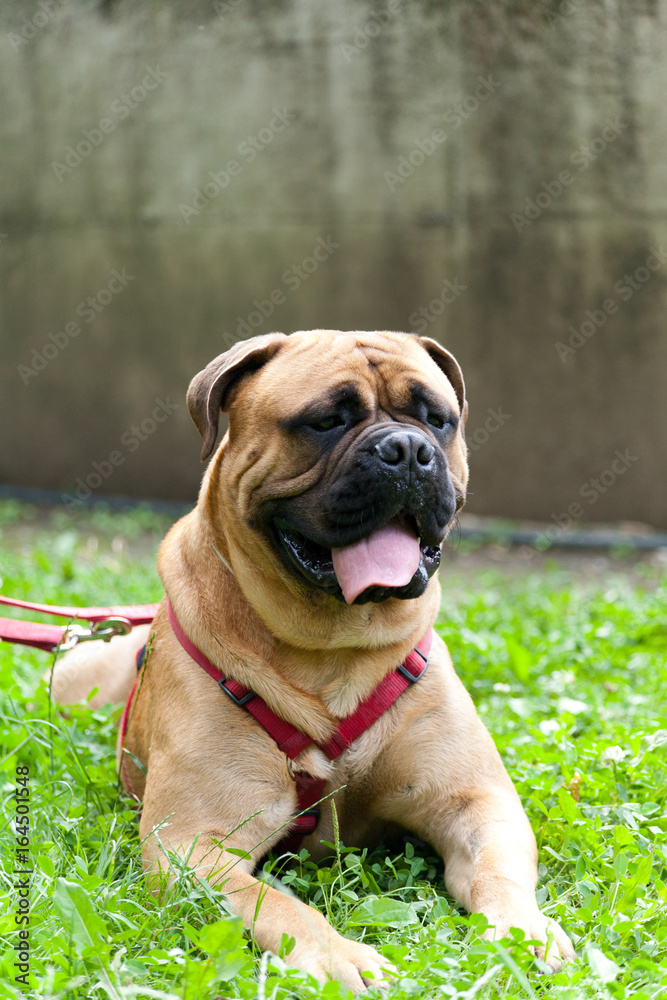 Adult young male mastiff with red and gold leash and bib on green grass with wall behind