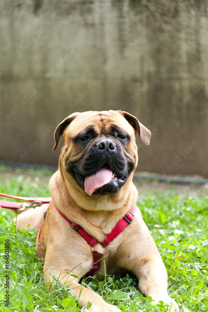 Adult young male mastiff with red and gold leash and roman bib on green grass with wall behind