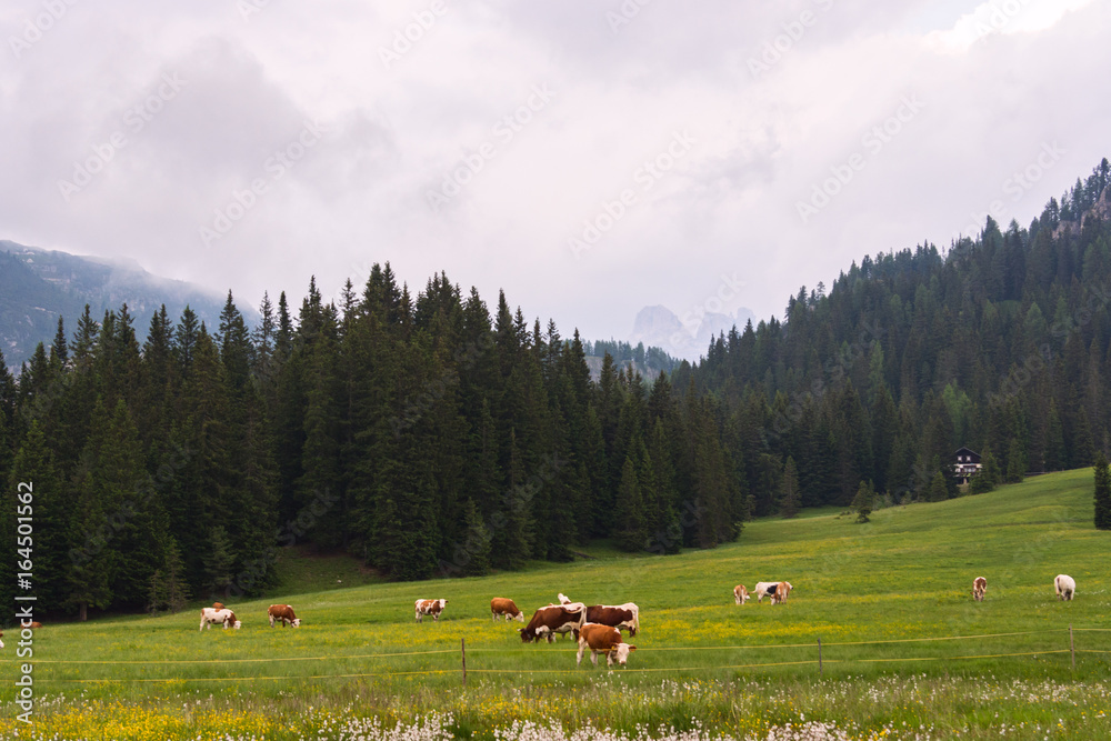 Idyllic summer landscape in Dolomites