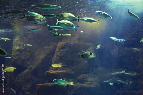 Big Madeira's aquarium.