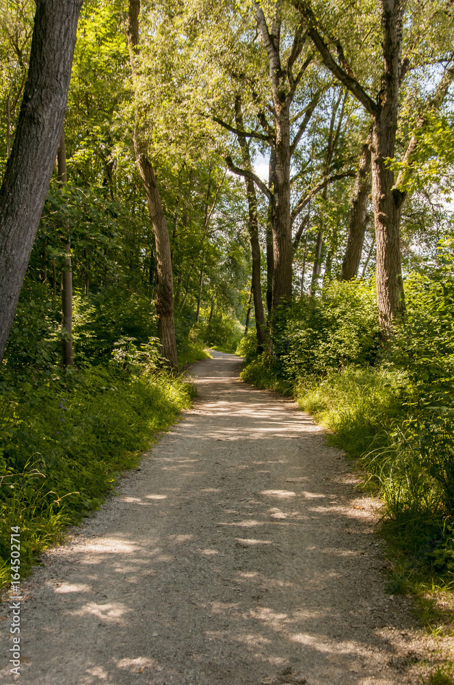 A way in the forest