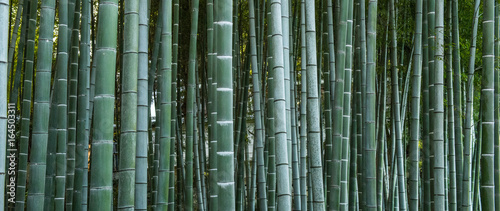 Bamboo forest  Japan