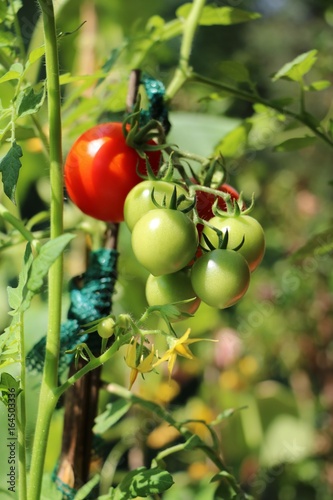 Tomato plant with riping tomatos in the garden 