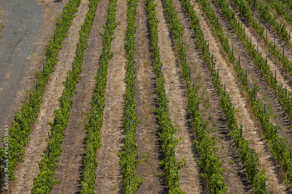 Vineyard structure