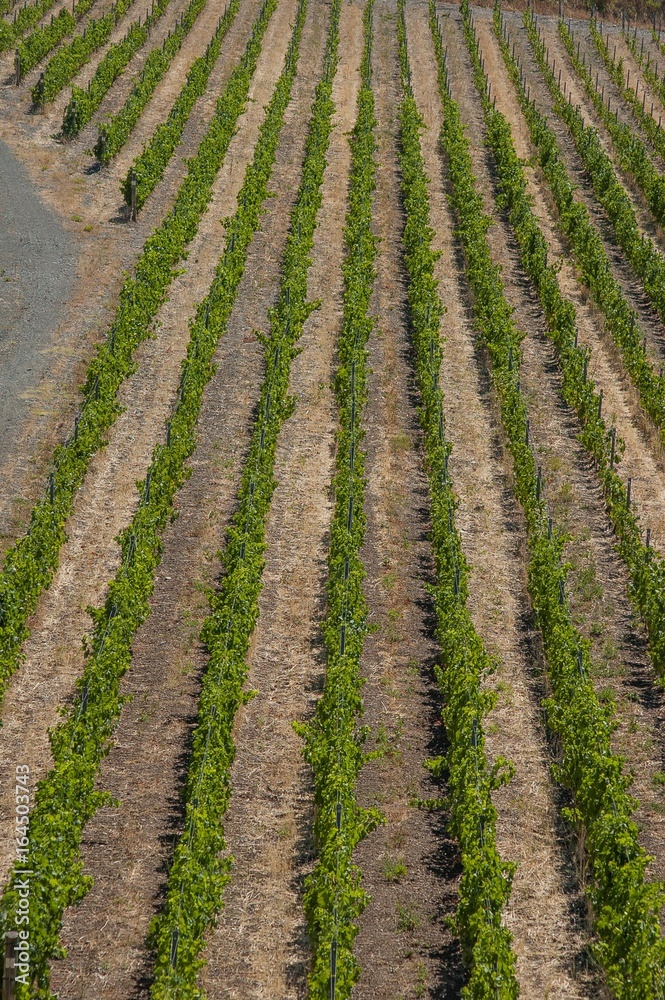 Vineyard structure Vineyard structure