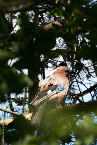 Eichelhäher seitlich auf einen Ast im Naturschutzgebiet Fischbeker Heide photo