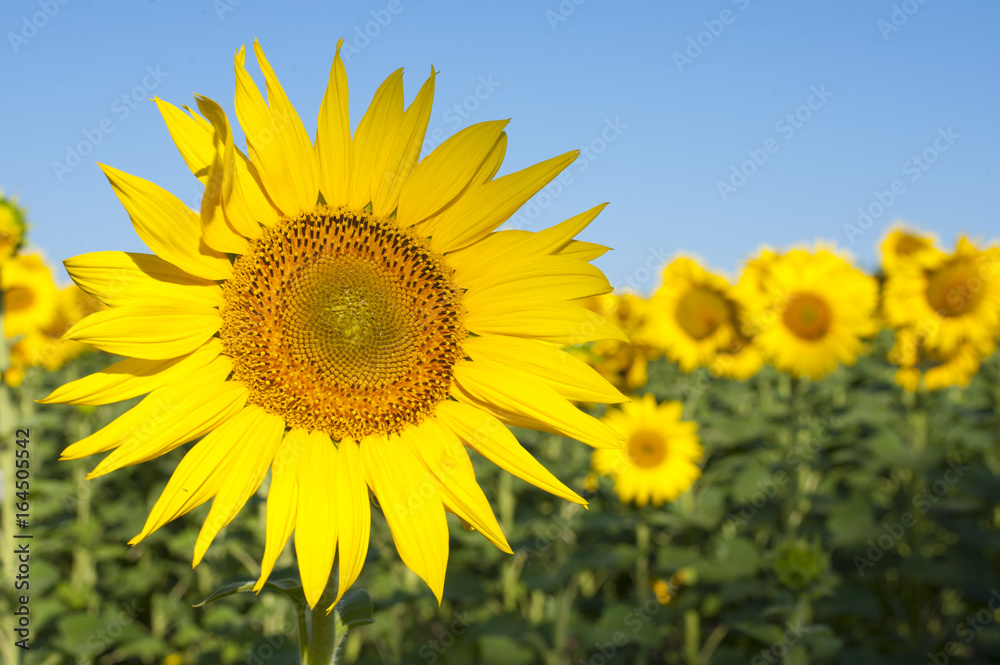 Sunflower field landscape