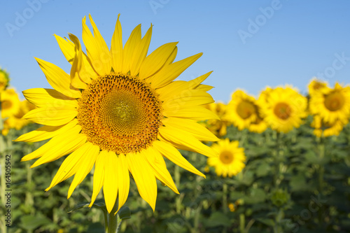 Sunflower field landscape