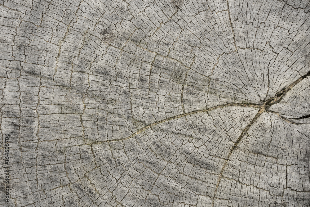 Fototapeta premium Holzmaserung