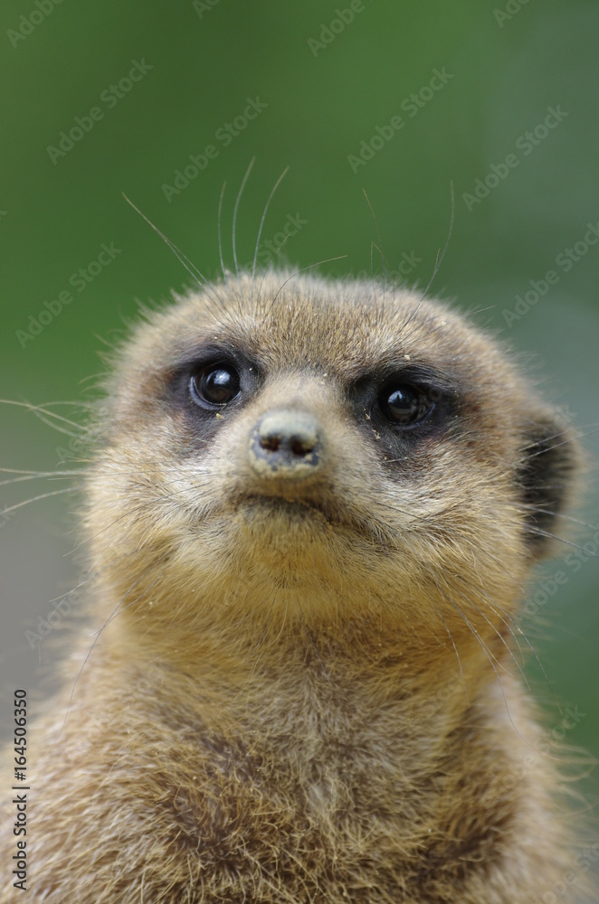 Fototapeta premium Portrait de Suricate