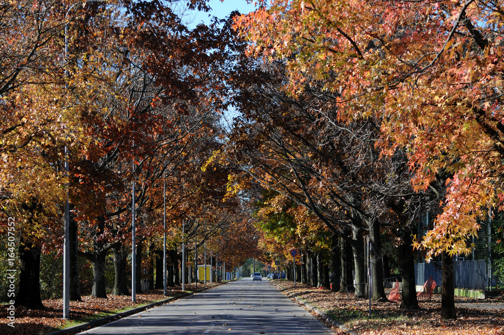 Naklejka premium Podzim Աշուն पतझड़ Mùa Syksy thu 秋季 Autunno ฤดูใบไม้ร่วง Höst Jesen Outono Herfst Autumn Осень Toamnă Jesień Haust Otoño Automne خريف 