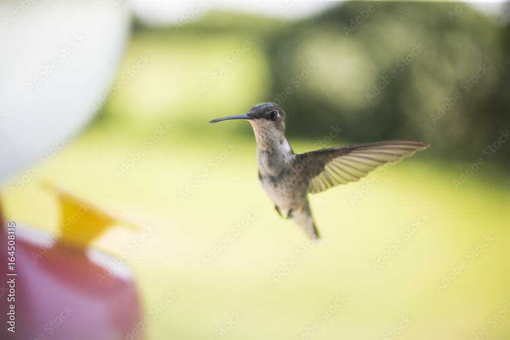 Obraz premium Hummingbirds feeding in the summer