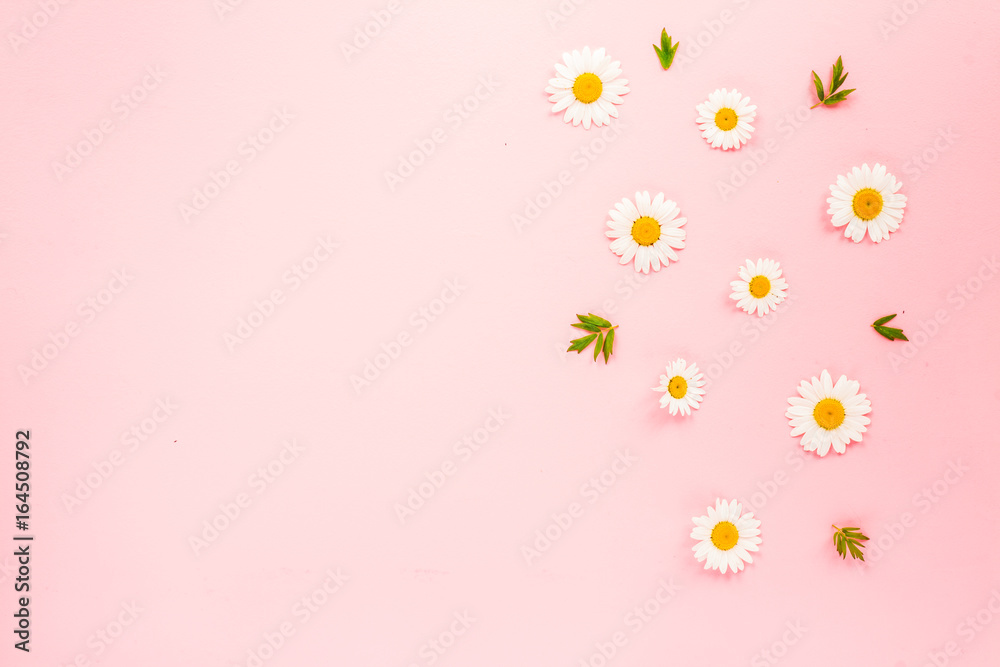 Chamomile flowers and green leaves on pink background. Flat lay, top view