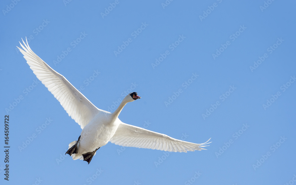 Fototapeta premium Mute swan overhead wings high