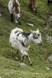 Cute goat walking.