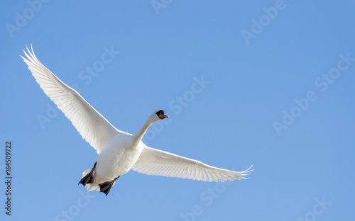 Mute swan overhead wings high © Vinoverde