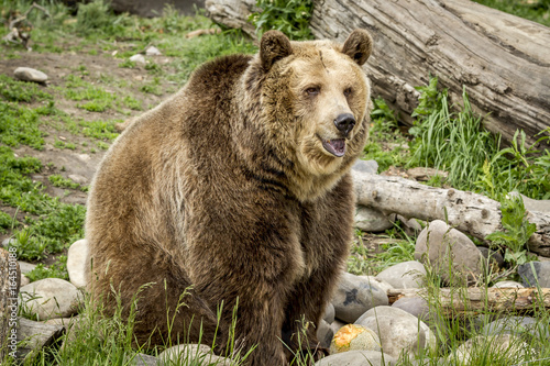 Cute but large grizzly bear.