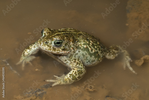 Kreuzkröte (Epidalea calamita) - Natterjack toad photo