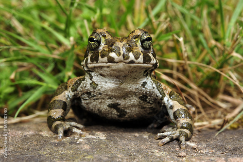 Wechselkröte (Bufotes viridis) - European green toad