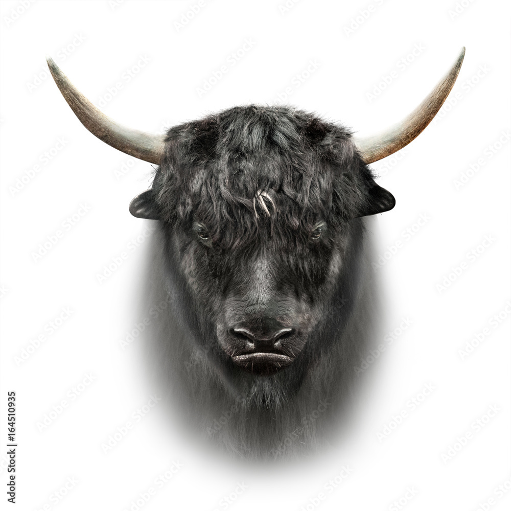 Black Yak Face Isolated On White Background Stock Photo | Adobe Stock
