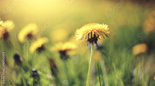 Fototapeta Naklejka Na Ścianę i Meble -  Yellow flowers of a dandelion