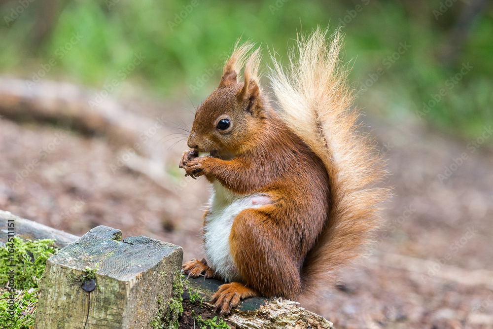 Red Squirrel at Snaizeholme, Hoar Red Squirrel at Snaizeholme, Hoar