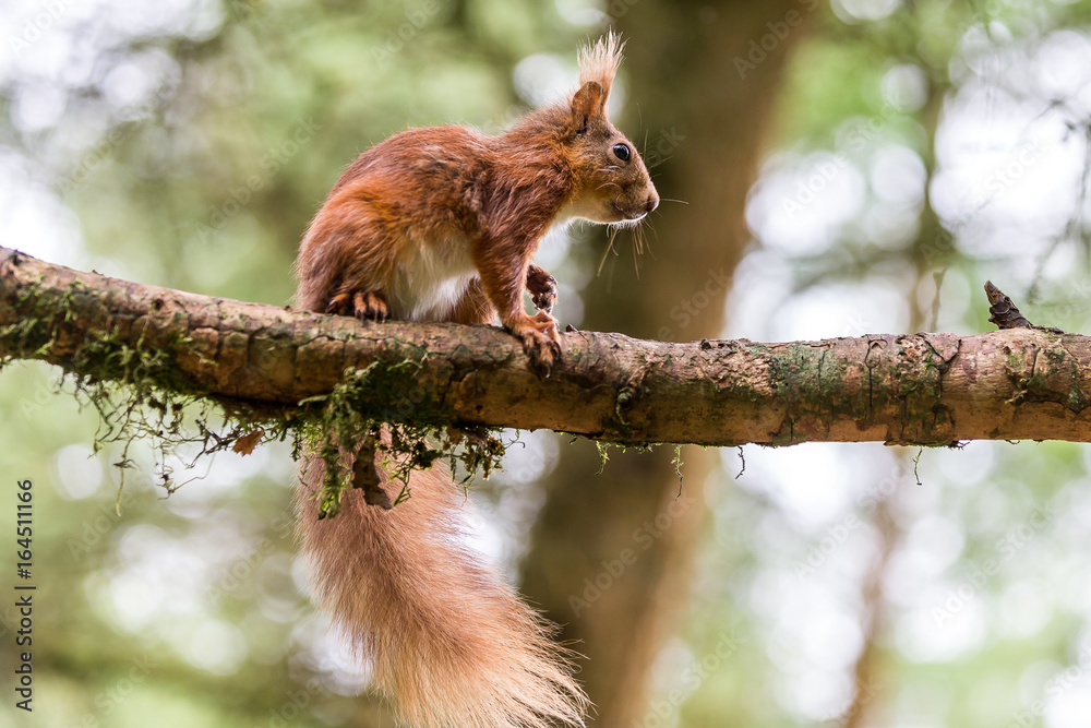 Red Squirrel at Snaizeholme, Hoar