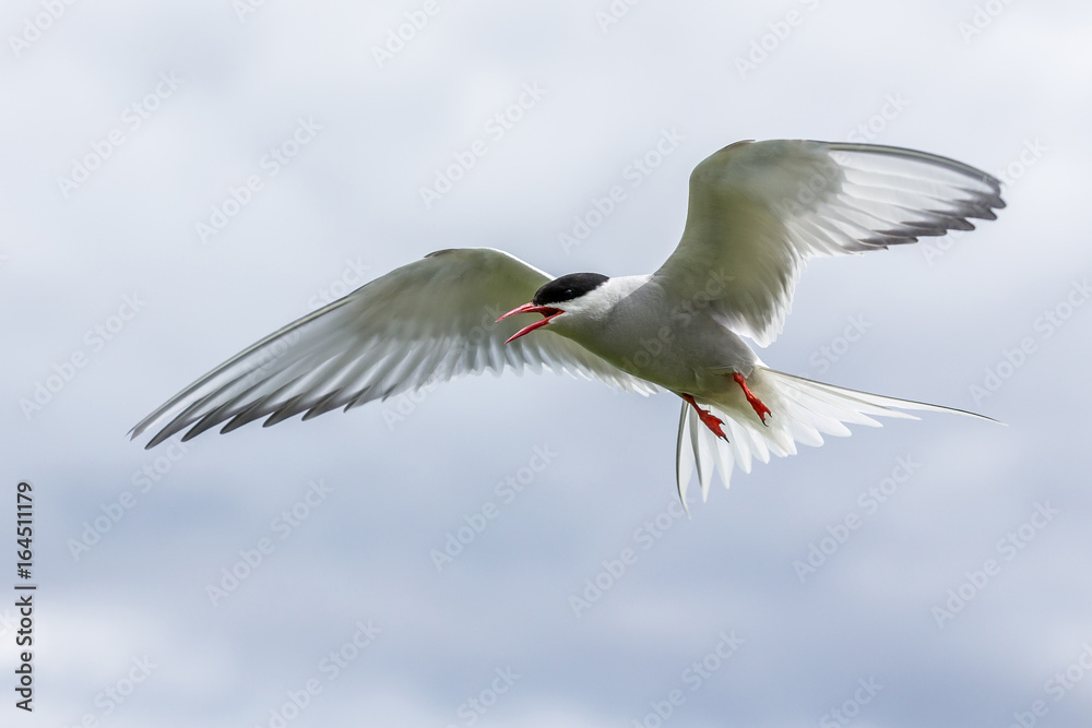 Artic Turns Farnes Island - Sterna paradisaea Artic Turns Farnes Island - Sterna paradisaea