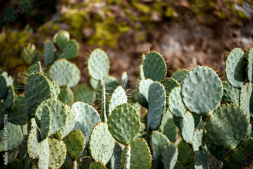 Prickly Pear Cactus in the Sun