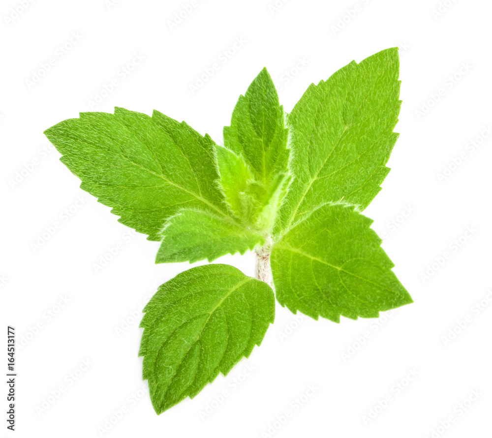 mint leaves isolated mint leaves isolated
