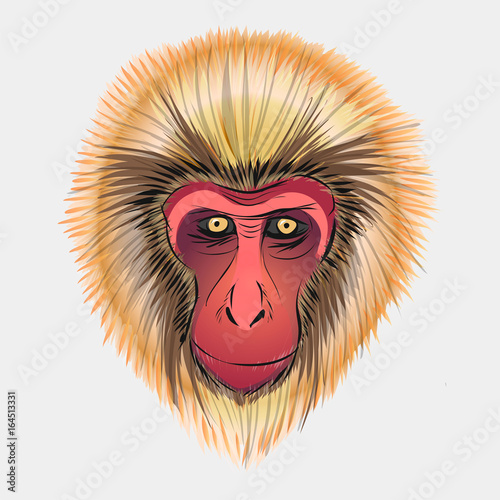 Monkey head sketch. Vector graphics color picture of Macaca fuscata