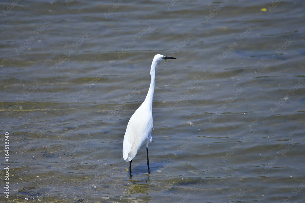 egrets egrets