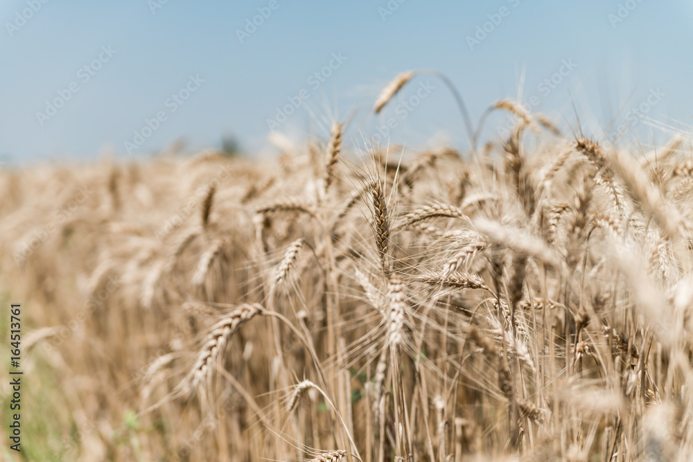 Fototapeta premium Wheat field