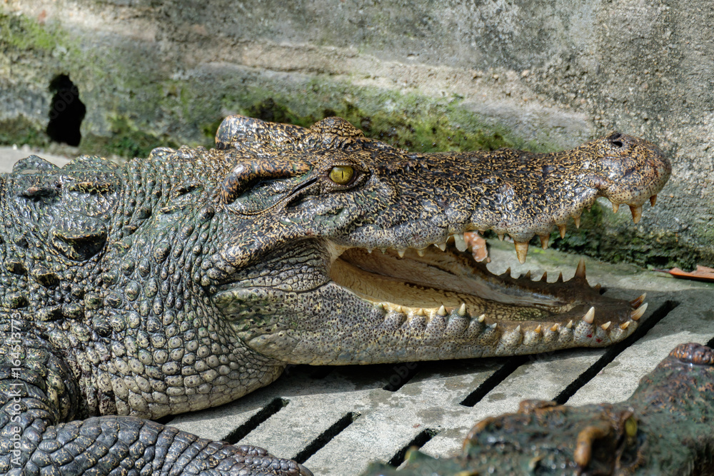 Obraz premium Crocodile head opens its mouth and rests in the Crocodiles farm