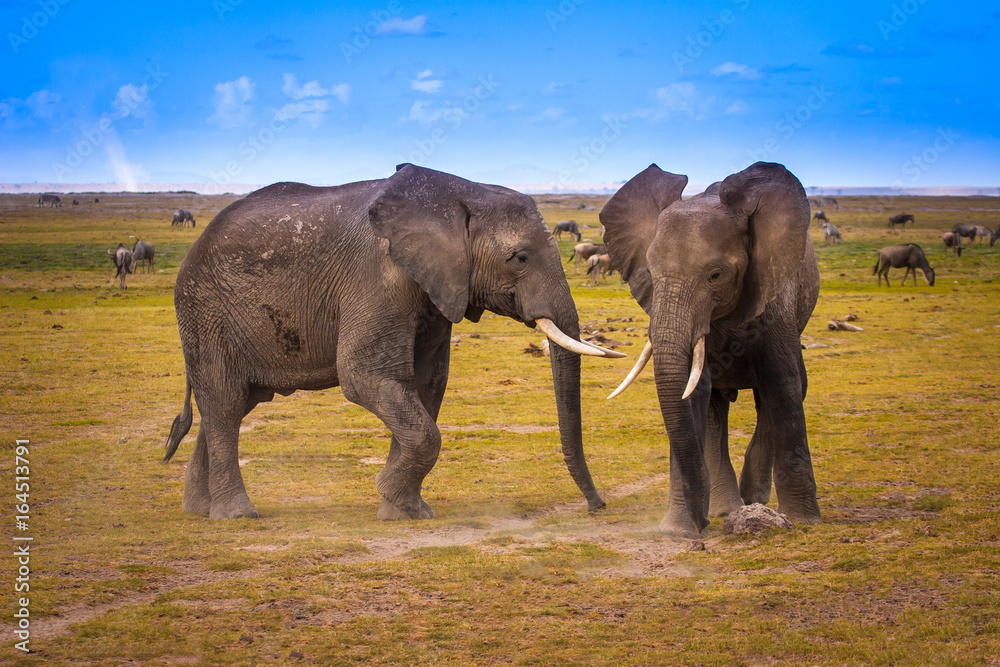 Fototapeta premium Two elephants. African elephants. Nature Africa.
