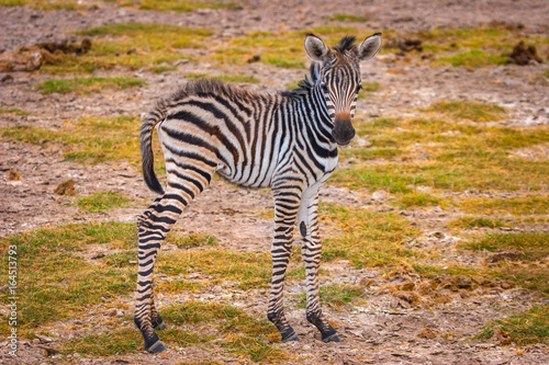 Young zebra. Africa
