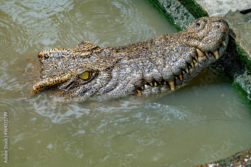 Close up crocodile head floating in farm
