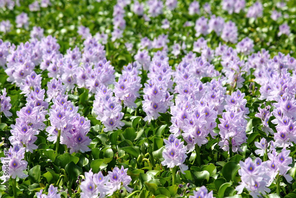 Water hyacinth