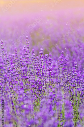 Dreamy Lavender Flowers