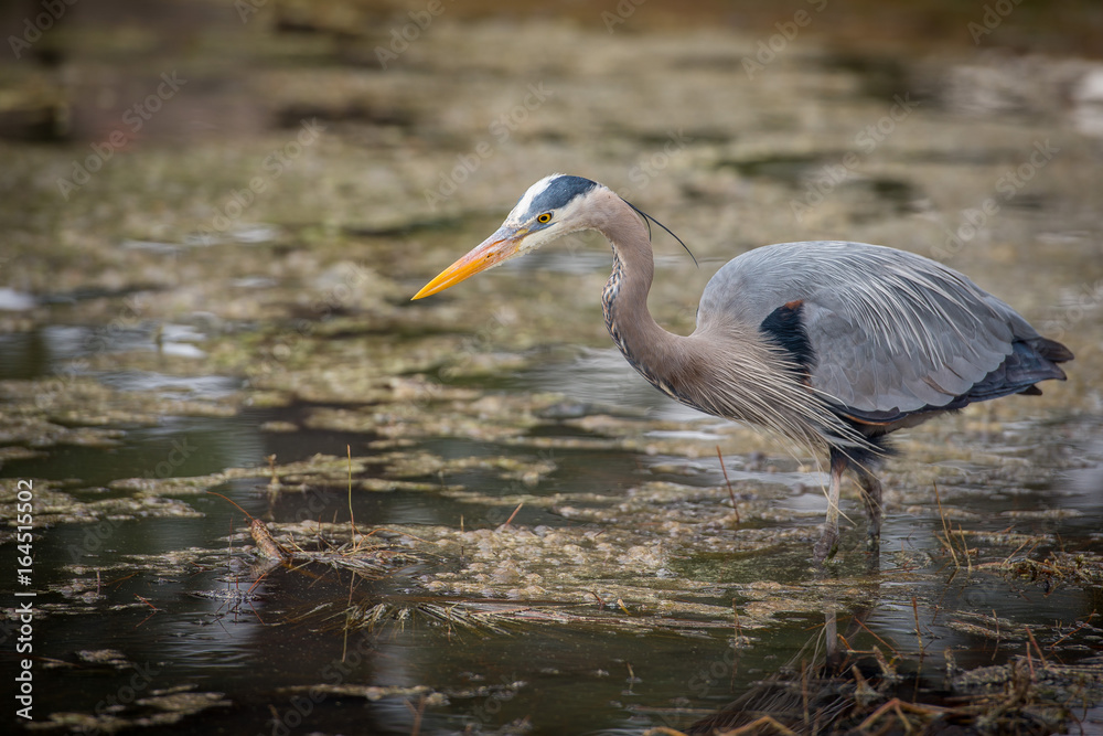 Blue Heron Blue Heron