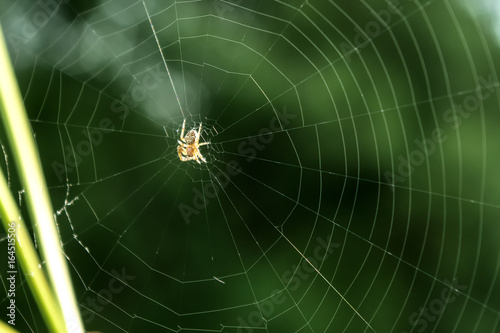 Spider on web