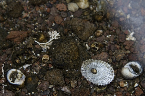 Tidepool shells