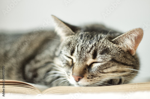 Striped cat sleeping with book