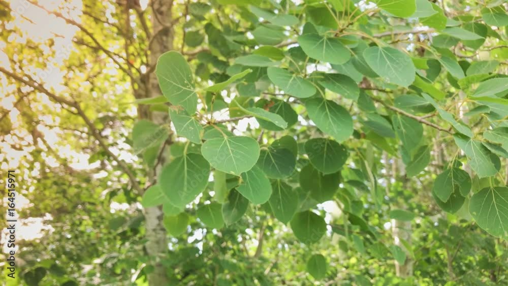 Trembling Aspen Leaves on Windy Day Trembling Aspen Leaves on Windy Day